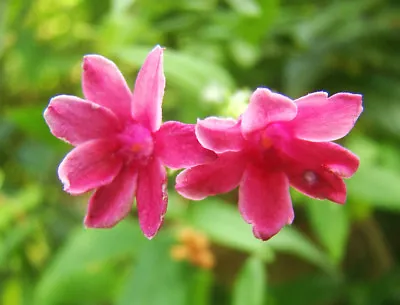 £7.90 • Buy Jasminum Beesianum, RED JASMINE, Summer Flowering Shrub (half Climber), 10-15cm