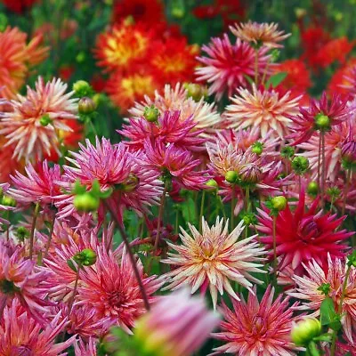 2 X Dahlia Bulbs 'Cactus Mixed'. Spring Planting Bulbs. Summer Flowers. • £9.95