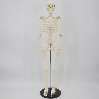 85cm Skeleton Model With Nerves System Anatomy Human Spine ＆ Skull Anatomical US • $95.99