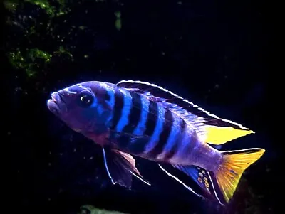 Elongate Mbuna Cichlid Chindongo Elongatus Slender Pseudotropheus  Lake Malawi • £6.25