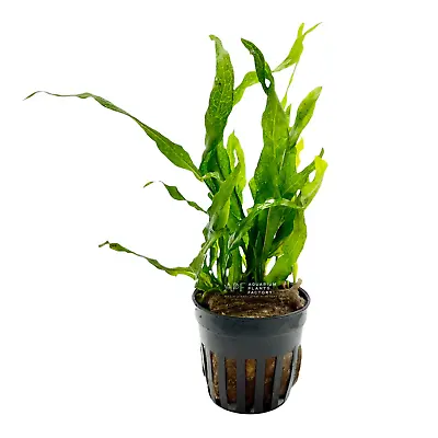 Java Fern Flaming | Aquarium Plants Factory® • $11.99