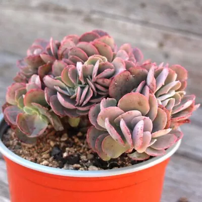 Echeveria 'blue Curls' Crestata - Crested Blue Curls - Live Plant - Waterwise • $25.50