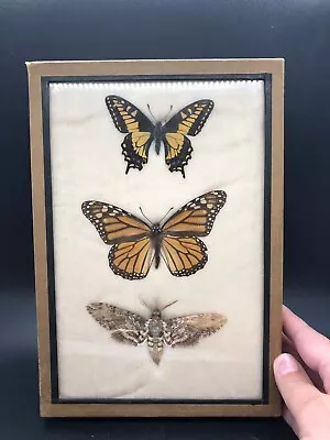 Real Butterfly Taxidermy Boxed Display Art 2 Butterflies 1 Moth Biology Vintage • $65