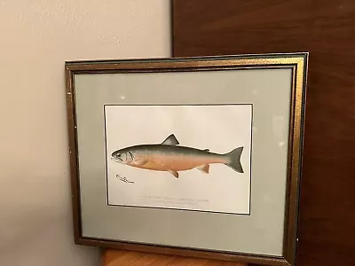 Original Vtg DENTON Fish Print Male Sunapee Trout Framed Matted Saibling • $110