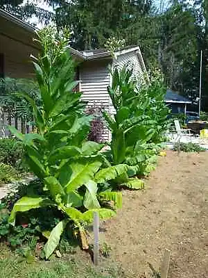 2000 Tobacco Seeds - MICHIGAN GROWN! Organic Heirloom Non-GMO • $4.39
