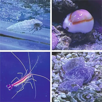 10 Nassarius 1 Cleaner Shrimp 10 Hermit Crabs & 1 Money Cowrie CUC Marine • £69.95