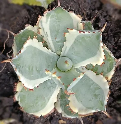 Agave Isthmensis Variegated Large 12cm Diameter • $60