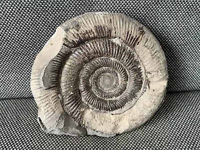 Rare Dactylioceras Tenuicostatum Fosssil Ammonite Runswick Bay Whitby UK • $23.56