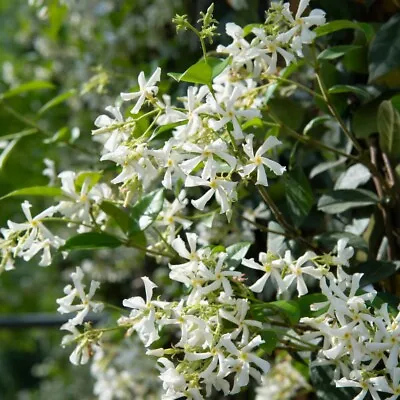 Suttons Trachelospermum Jasminoides Evergreen Climber Fragrant 1 X 2 Litre Pot • £26.99