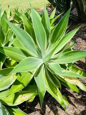 Agave Attenuata Tandara Tiger • $38.90