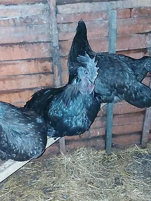 6 Ayam Cemani  Large Foul Hatching Eggs • £7