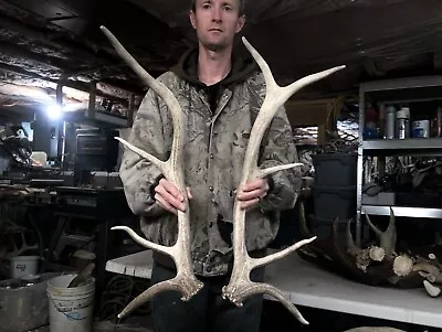 Set Of Brown Elk Antlers Horns Elk Deer Moose Rack Sheds • $225