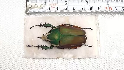 Mecynorrhina Ugandensis Olivacea Male 57mm Uganda Beetle #14 • $21.34