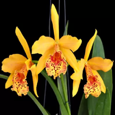 Cattleya Hybrid Flask (40 Plants Minimum) -Rby.Copper Queen • $74