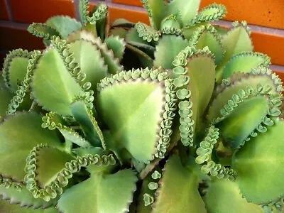 Kalanchoe Pinnata (Cathedral Bells) - 5 Plantlets Pups • £4.99