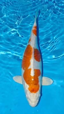 £249 • Buy Ghost Koi - Koi Carp For Sale - 38cm #105
