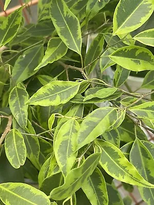 Variegated Benjamin Ficus (1) Plant In 3-4” Pot • $70.70