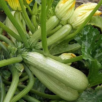 LEBANESE GREY ZUCCHINI 10 Seeds HEIRLOOM • $3.50