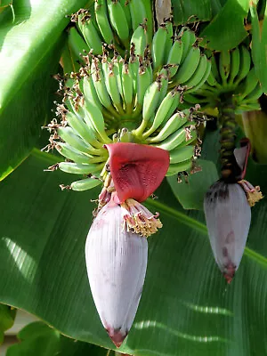 Musa Ochracea 5 Seeds Rare Asian Banana Fruit Tree Tropical Ornamental • $6.48