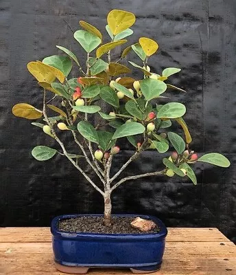 Mistletoe Fig Bonsai Tree House Plant Ficus Diversifolia 8 Years Old 9  Tall • $95.95