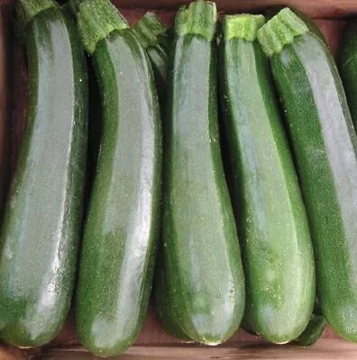 3x Courgette Ambassador Plug Plants Vegetables - End Of April • £10.95