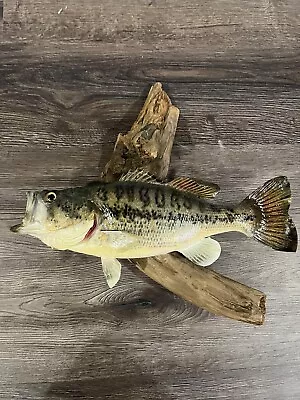 Largemouth Bass Mount Taxidermy - Real Skin 13 1/2” • $115