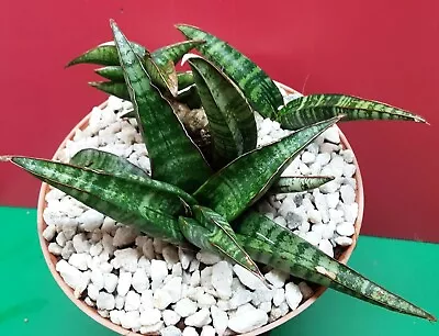 SANSEVIERIA Hargeisana Var. Chahinian - Plant #1 - Snake Plant - Variegated • $29