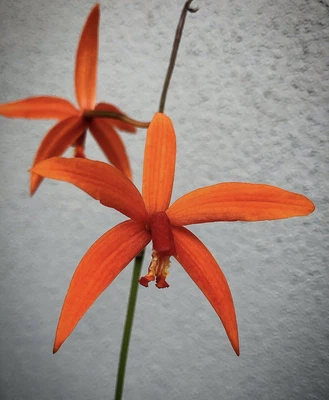 $60 • Buy Laelia Sanguiloba  Species