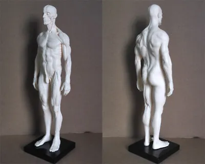 30cm Human Skeleton Anatomical Model Male Anatomy Skull Muscle Bone White • $33.24