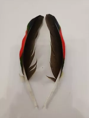 FS29 Matched Pr Hybrid Orange Wing Amazon 6  Wing Feather • $11.98