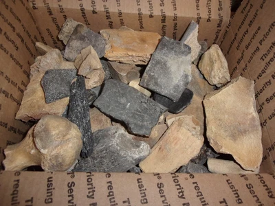 $80 • Buy Box Of Turtle Tortoise Shell Bone Florida Pleistocene