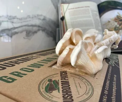 Gourmet Oyster Mushroom Grow Kit - Grow At Home - Made On The Central Coast NSW • $39.95