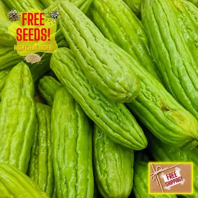 Fresh Bitter Melon Seeds | Tai Guo | Heirloom Non-GMO | Asian Vegetables • $3.32