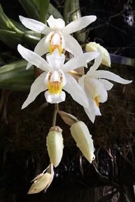 $15 • Buy  orchid Plants Coelogyne Unchained Melody (C Cristata X C Flaccida).