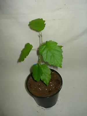 £10.99 • Buy Hazel Kentish Cob Tree Seedling Kent Cobnut