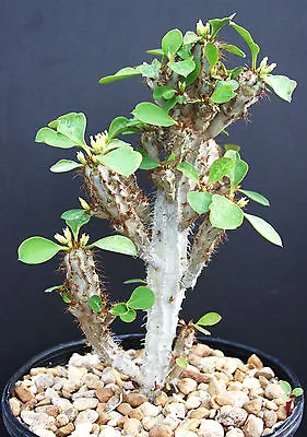 £8.05 • Buy Euphorbia CAPMANAMBATOENSIS @J@ Exotic Madagascar Rare Bonsai Cacti Seed 5 Seeds