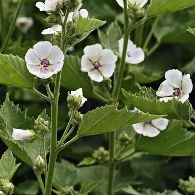 50 Marshmallow Seeds Althaea Officinalis • $2.99