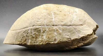 $1650 • Buy Fossilized Turtle Shell
