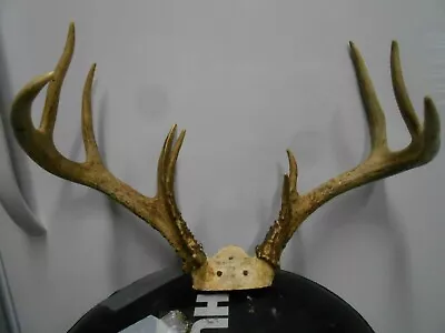 18 0/8 Wide 6x5 WHITETAIL DEER RACK 120  Antlers Mule Mount Taxidermy Elk • $95