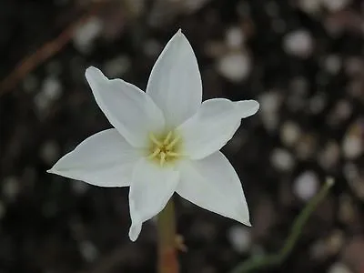 Rain Lily Zephyranthes Chlorosolen 1 Bulb Habranthus • $18