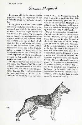 The German Shepherd - CUSTOM MATTED - Vintage Dog Art Print -  G  • $15