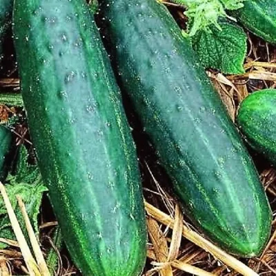 Spacemaster 80 Cucumber Seeds | NON-GMO | Heirloom | Fresh Garden Seeds • $1.60