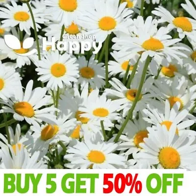 DWARF SHASTA DAISY SILVER PRINCESS 500 SEEDS - Chrysanthemum Maximum - Perennial • £1.99