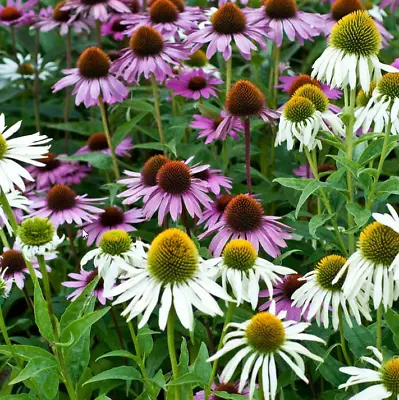 Echinacea MIXED FEELINGS Seed-Easy To Grow-Compact- Pink & White Scented Flowers • £3