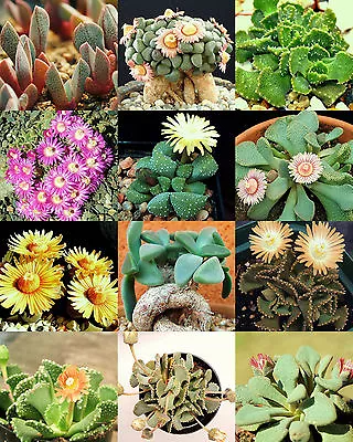 ALOINOPSIS MIX Succulent Mesembs Mixed Living Stones Rocks Plant Seed  50 SEEDS • $9.95