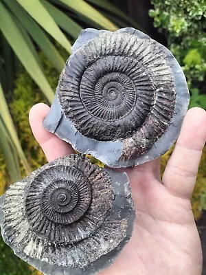 Huge Dactylioceras Sp Ammonite Pos Neg Whitby Yorkshire Uk Dinosaur Fossil • $37.29
