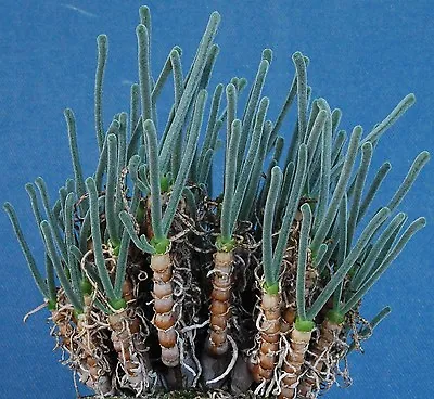 Monilaria Obconica Exotic Mesembs Rare Succulent String Of Pears Seed 15 SEEDS • $8.99