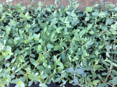 $89.99 • Buy Pre-order Eucalyptus Live Plant, Spa Plant, Well Rooted Plugs, Wonderful Varieti