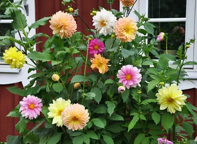 Dahlia Showtime-Showpiece Flower Seeds • $1.99