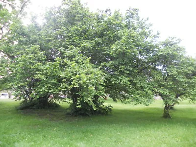 £8.95 • Buy Hazel (Corylus) Tree Sapling - Growing Fast - In 10cm Pot